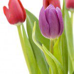 Tulips in a vase, focus on flower in foreground