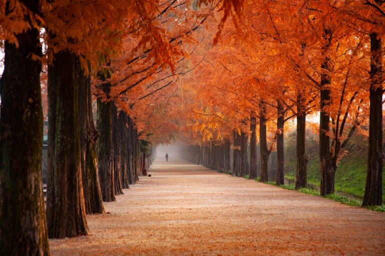 trees with orange leaves